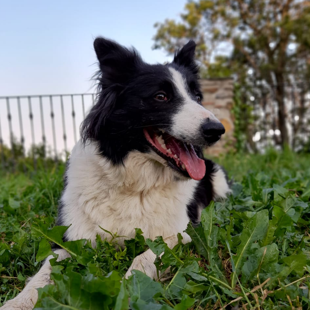 Página Web Perros Border Collies